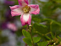 Clematis texensis Princess Diana IMG_4473 Powojnik